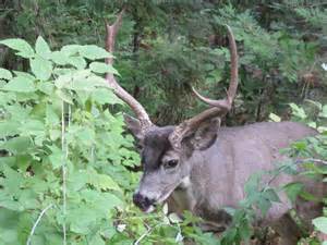 alifornia Buck